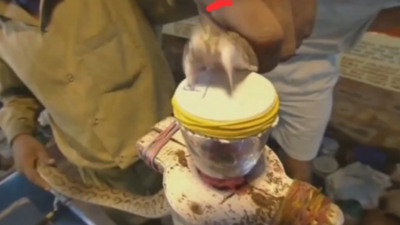 Bir damla yılan zehrinin insan kanını pıhtılaştırma hızı.